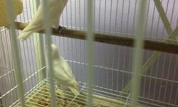 I have one pair of lovebird
For sale male is white black eyes
Female is albino ready to breed
Asking 300
This ad was posted with the eBay Classifieds mobile app.
