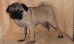 I still have a female Pug available. Born 11-15-2014 She is now 4 months old. Her vet certificate shows she has loose kneecaps. She runs, plays and jumps without a problem. Very sweet pup $300. Comes with ACA registration and shot records. Great Pet, not