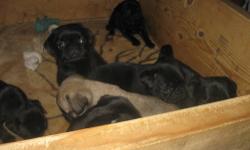 Pug puppies ready to go with 1st shots and dewormed.fawn Male and fawn female & a .black female 8 wks old $400 call 607-760-4421 as my pc is spamming everything. So please call.