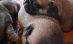 I have two male, 10 week old pug puppies. They are AKC registered, have had their first round of shots and vet visit. Please call 315-955-4054 for more information.