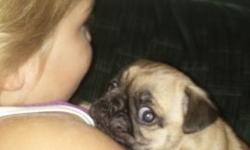 1male and 1 female both fawn pugs. Parents on premises, very well socialized with children and other dogs. Will be vet checked and ready to go by September 22,2014. Please contact Sara by text or phone call@ 585 3565782
