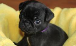 I still have 2 Pug puppies looking for homes due to people not sending their deposits. I have 1 Black female and 1 fawn Female. They just turned 6 weeks so they will not be ready to go for another 2 weeks.
Dad is black, duel registered with AKC and ACA.