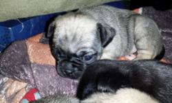 2 pug puppies born January 20th one black female and one fawn male the other two are sol