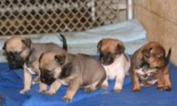 Pug - Puppies - Small - Baby - Male - Dog
Note that in most cases the breed determinations are just an educated guess. Because these are rescued dogs we don't usually know who the parents are. PLEASE MAKE SURE YOU ARE WILLING TO MAKE A LIFETIME COMMITMENT