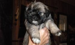 Pug puppy, Ready to go.1st,shots and dewormed, socialized. Please call 607-760-4421 as my pc doesnt mail.. Thanks