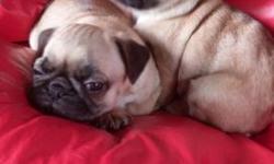 Male fawn pug. Very affectionate and cuddly. He will have his shots,be dewormed and have a clean bill of health from the vet. Can go to his new family this weekend! He has been with both parents a bossy sister and a big lab! Also very comfortable with