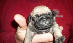 Only Black Pug pups, 1st shots and dewormed , one male one female, socialized 8 wks and ready to go. CALL 607-760-4421- no emails Thanks