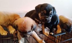 *5 in the litter: 4 females, 1 male
These A-DOR-ABLE puggle pups are ready to go to their new home!
Both parents are puggles; Mommy is fawn with a black mask & Daddy is all black with a white chest & white trim on paws.
A puggle or puggle-tte would be a