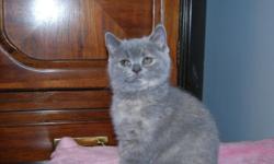 I have a pure bread persian cat for sale. She is a grey white color. Will send picture if you are a serious inquirer. She has been raised inside with 3 children who aren't to say the least gentle with her. So she is an amazing family cat. She definitely