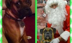 Pure bred boxer puppies born 12/10/14. Vet checked, tails docked, dew claws removed. Dewormed, age appropriate shots, parasite free. Parents large boned, great temperment. Fawn with white and black muzzles. Pure bred. Raised underfoot in our home with