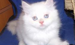Male Persian with blue eyes. 2 months old Very affectionate and playful. First round of vaccinations and vet checkup completed. If you are interested and have some questions or would like to schedule an appointment to take a look, please email through