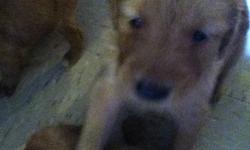Hey my name is Susana my golden retriever had puppies and they are for sale. They are pure breed Golden Retriever's. I have 7 males and 3 females. I live in New York, if interested please contatct me via e-mail @ [email removed] or via telephone @
