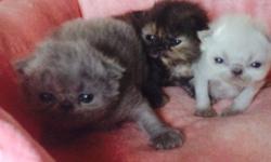 The Gray one already got a home
The white one might have a home
I have three pure breed persian kitten's
For a adoption they will have all their shots
That I can get for a kitten's the date of birth is
April 21 2014 and they will be ready to go
bye June