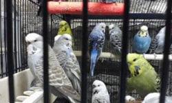 HERE AT THE BIRD SHOP WE ARE GOING OUT OF BUSINESS AND WE HAVE AT A VERY GOOD PRICE $20.00 EACH FOR 8 ENGLISH BUDGIES .I HAVE 7 FEMALES AND 1 MALE..
I HAVE TO GET RID OF THE STORE IN A FEW DAYS AND I'M WILLING TO GIVE ALL THESE FINE BIRDS FOR A TOTAL OF