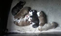 BORN 10-10-12
THERE ARE RED & WHITE MALE PUPPIES
1 BLACK & WHITE MALE
AND 1 BLACK & WHITE FEMALE
WILL BE REEDY TO GO 12-12-12
