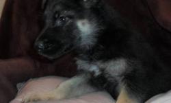 Beautiful German Shepherd Puppies. Blacks, Whites and light and dark sables. Vet checked, parents on premises.