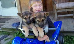 I have beautiful Purebred German Shepherd Puppies. They are in my house most of the time with my children. They go out to go pee and poop, and play with my daughter on the lawn. Come and take your pick now because they won't last long at this price. call