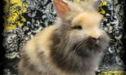 I have 3 purebred lionhead babies that are still available. All 3 are bucks. Asking $20 without pedigree papers, or $30 with pedigree papers. Please email me, or see my website for more info http://kellyskrittersrabbitry.weebly.com/for-sale.html