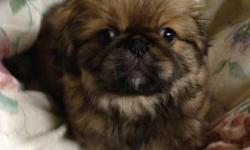 PEKINGESE PUPPIES, 2 Males LEFT! DOB 11/29/12 No Papers, DewClaws Removed, Have been Vet Checked, with Health Certificate, First Shots and Worming. Also included is puppy kit, with Starter Food. Raised Underfoot, Well Socialized with other dogs, cats and