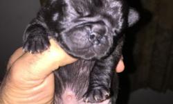 PUREBRED PUG PUPPIES. READY MOTHER'S DAY 5/10/15. BORN 3/15/15. MOM IS APRICOT FAWN AND DAD IS BLACK. THE FOLLOWING IS FOR SALE:
1 FAWN FEMALE
2 BLACK MALE
1 FAWN MALE
THESE PUPPIES ARE RAISED IN MY HOME AND I HAVE PERSONALLY TAKEN VERY GOOD CARE OF THEM.
