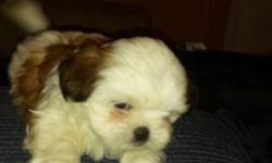 Two month old female puppy they are adorable and there are two left contact 9175842280 there may be a discount