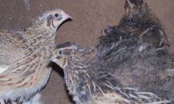 Jumbo White A@M Coturnix Quail for sale chicks to adults $2-4.00 a piece great first pet for child or good puppy bird dog training call Matt at 646-621-4127