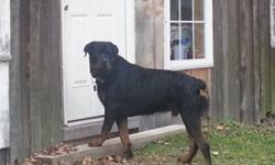 Quality AKC German Rottweiler Puppies
2 females available
Beautiful, robust, loving & healthy Rottweiler puppies born May 15th 2014 are ready to go home now.
Dad, 125lbs, Mom 125lbs: German Champion Bloodlines, working & conformation. Average size for