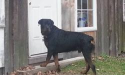 Quality AKC German Rottweiler Puppies
5 males & 1 female available
Beautiful, robust, healthy, and loving Rottweiler puppies born February 29th are ready to go home today.
Dad, 125lbs, Mom 125lbs: German Champion Bloodlines, working & conformation.