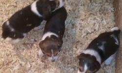 We are expecting a very nice 4th and 6th generation litter of Saint pups early May!! Rough coat sire and smooth coat dams, will produce both coat types. I will be reserving pick smooth female to stay here for future generation. We are now accepting $50