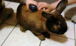 Pooh Bear is a very loving rabbit. He is great around my children. Not sure about other pets as we don't have any. He will come with cage, water bottle, pair of nail clippers, bedding and food. The cage will need to replaced soon, for the fact that he has