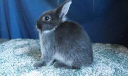 Please see www.bfsforsalerabbits.weebly.com
Accepting some reasonable offers.
First come, first served.
Pick up only in: Corning, NY 14830.
In order to hold, a non-refundable 50% deposit is required.
All animals come with pedigrees and transitioning