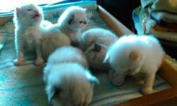 Ragdoll/Himalayan kittens. Born 6/24/16 and will be ready for loving homes at 8 weeks of age. Will have documented vet wellness visit and age appropriate vaccinations. Mom is Flame Point Ragdoll/Himalayan and dad is Blue Point Himalayan..both my pets.