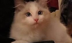 Beautiful BIG blue bi-color male kitten with huge almond shaped eyes and bright thick white coat. Large boned with strong blue eyes and wonderful shaped head. Being sold as pet only. Will be spayed prior to going home. Will not ship. In Warwick, NY.