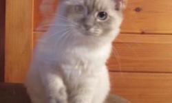 Sorry, but all of our kittens have been reserved. We are expecting a new litter to be born in the near future. We are now taking deposits on that litter. My kittens have beautiful, rabbit-soft, coats and my Ragdolls are family raised, litter box trained,