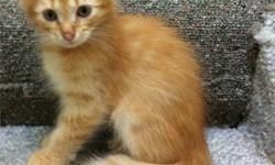 Russian Siberian Forest Cats are a wonderful medium to long-hair breed of cat.
Similar to the Norwegian Forest Cat, Siberians are friendly, intelligent, curious and agile cats. They very much enjoy being around their human companions - be they adult or