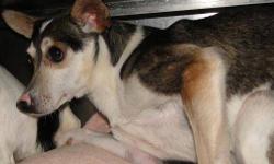Rat Terrier - Neville - Small - Young - Male - Dog
Hi my name is Neville. I'm a neutered male Rat Terrier Mix who was born around April of 2011.
I came a long way to Little Shelter with some of my relatives on a long bus ride! I was in a crowded, dark