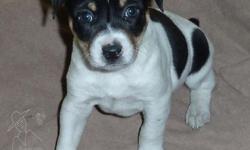 This is a male Rat terrier. He is Tricolor. He has tan on the sides of his face. He also has a natural bob tail. He will be approximately 16-18lbs and stand 14" tall. I am a Rat terrier breeder. I only breed Rat terriers. They are wonderful family dogs