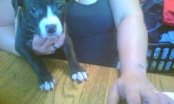 black and white ,brindle & blue male and females 2 female and 1 male fawn first shots and wormed NO papers $500.00-$650.00
