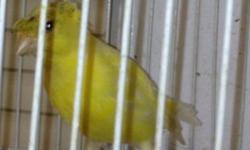 Hi there my name is micheal and im a breeder in brooklyn and i have a few ready to mate russian female canaries. you can contact me at 9176911241 or email me at [email removed]