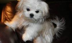 A TRUE TEACUP IS WHAT YOU WILL GET FROM MILAN .
BORN DEC 4 2012 ! SHE IS NOT EVEN 16 OZS YET ! MILAN IS SOO PLAYFUL LOVES BATHES , BLANKETS AND GETTING DRESS . I GUESS SHE GET'S IT FROM HER MOMMA LOL.
MILAN WILL BE AROUND 3 POUNDS FULL GROWN . SHE SITS IN