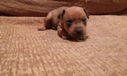 Hi i have a small red male/brindle tail and dew claws are done and he is up todate on worming and first shot is at eight weeks old. He is a real cutie and plays with his brothers if interested please call me at 540-205-5225