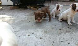 Pure breed rednose pitbull puppies and I have the parents if you'd like to see them... they are now about 6 weeks old 3 of them are white and 2 are brown with white spots