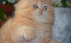 A beautiful and interactive Persian kitten that loves to run and play is looking for a family that will adore and love him. This kitten loves to bath and he is litter trained. This loving kitten is about 6-7 weeks old.
if you have any question or want to