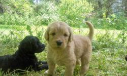 6/29/14 WE HAVE 4 BEAUTIFUL LABRADOODLES left.THEY ARE READY FOR THEIR NEW HOMES. 2 BLACK, 2 TAN. THEY ARE SO CUTE!!! WE ENJOY HAVING A LITTER EVERY FEW YEARS WE REALLY LOVE OUR PUPPIES AND OF COURSE MOM. SHE IS A SWEET BROWN LABRADOODLE. DAD WAS A CREAM