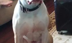 I have a 2 1/2 yr old male rednose pitbull. Very friendly. He really is a good dog and very loyal but my son is very allergic to him... i have raised him since he is 6 weeks old he is in great health and very active. He loves people and loves to run