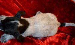 Jack Russell Terrier Pups for sale. We are down to 3 males for sale - $175 each) I deleted the photo of the 1 that just sold. Each Pup has their first set of shots & dewormer. We are in the Lowville area. They were born on Dec. 12th. They are now ready to