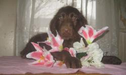 HAPPY AND HEALTHY READY FOR THEIR NEW HOMES. REG. F1 LABRADOODLE PUPPIES WE HAVE 1 FEMALE CHOCOLATE LABRADOODLE AND 1 MALE CHOCOLATE LABRADOODLE FAMILY RAISED AND WONDERFUL AROUND KIDS LOTS OF ENERGY . THEY COME VET CHECKED, FIRST SET OF VAC'S,DEWORMINGS