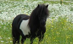 Royale Legends Lil Cherokee Spirit is a 5 year old, 31.5? black & white AMHA (AMHR/PTHA eligible) registered pinto mare with superior pedigree. Spirit is a stunning jet black pinto with bloodlines to the famous Little Kings Black Velvet. Pedigree on her