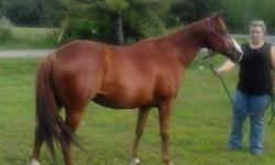 Sorrel, approximately fourteen hands.. Rides western.. Has Doc o Lena bloodlines.. Excellent horse.. Easy keeper