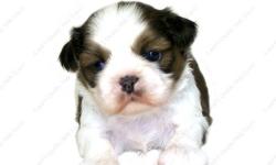 This Tricolor puppy is one of a litter of 1 babies, born 10-1-12 . It is offered with Limited AKC. All our puppies are sweet, home raised, well socialized babies. all of the terms and conditions on our Website www.AEQST.com . Full AKC available to the